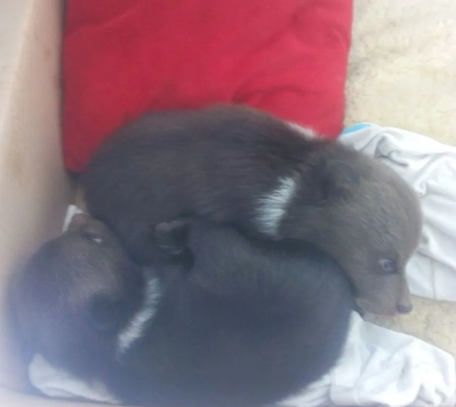 Doi pui de urs de o lună rămaşi fără mamă, salvaţi într-o pădure din Braşov