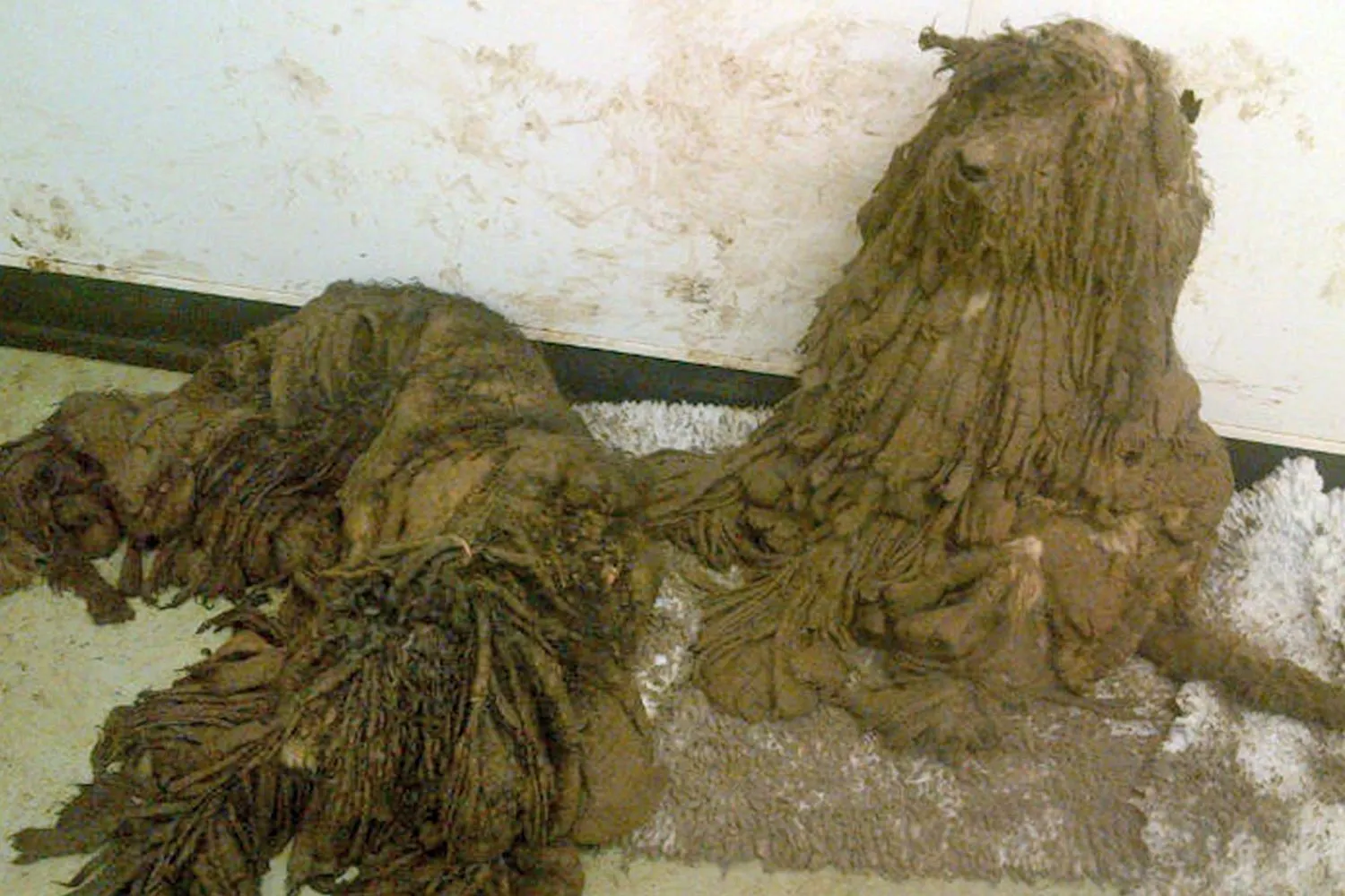 Transformarea spectaculoasă a unui câine. Ce frumusețe se ascundea sub mormanul de noroi