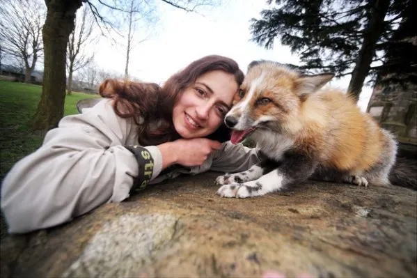 O vulpe se crede câine. Cum se comportă animalul în captivitate, în compania stăpânei