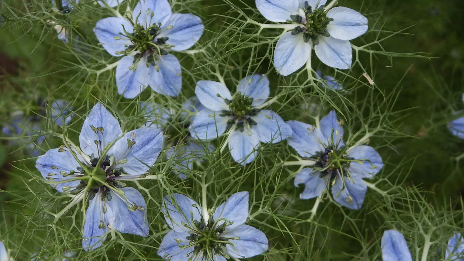 Seminţele acestei plante vindecă peste 40 de boli. Iată cum trebuie folosite