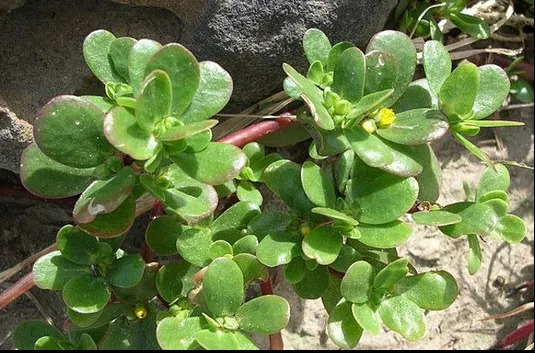 Planta miraculoasă folosită de daci. Mulți o consideră o buruiană, dar are proprietăți uimitoare