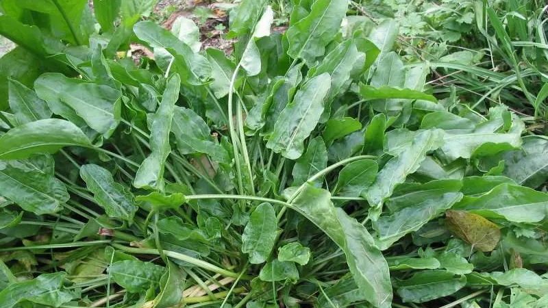 Planta care tratează guşa tiroidiană. Toţi românii ar trebui să o consume