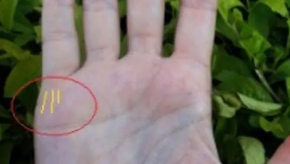 Vrei să ştii câţi copii vei avea? Răspunsul stă scris în palmă