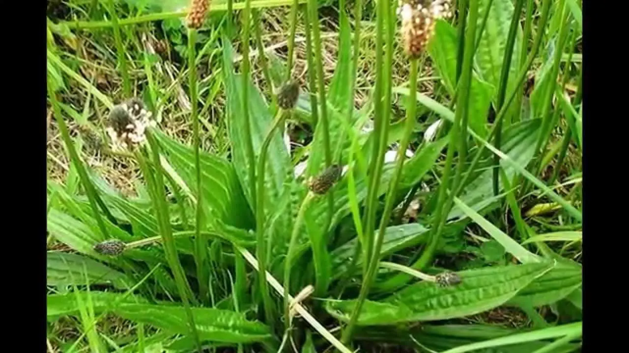 Antibioticul naturii: o plantă care se găseşte în toate curţile tratează zeci de afecţiuni!