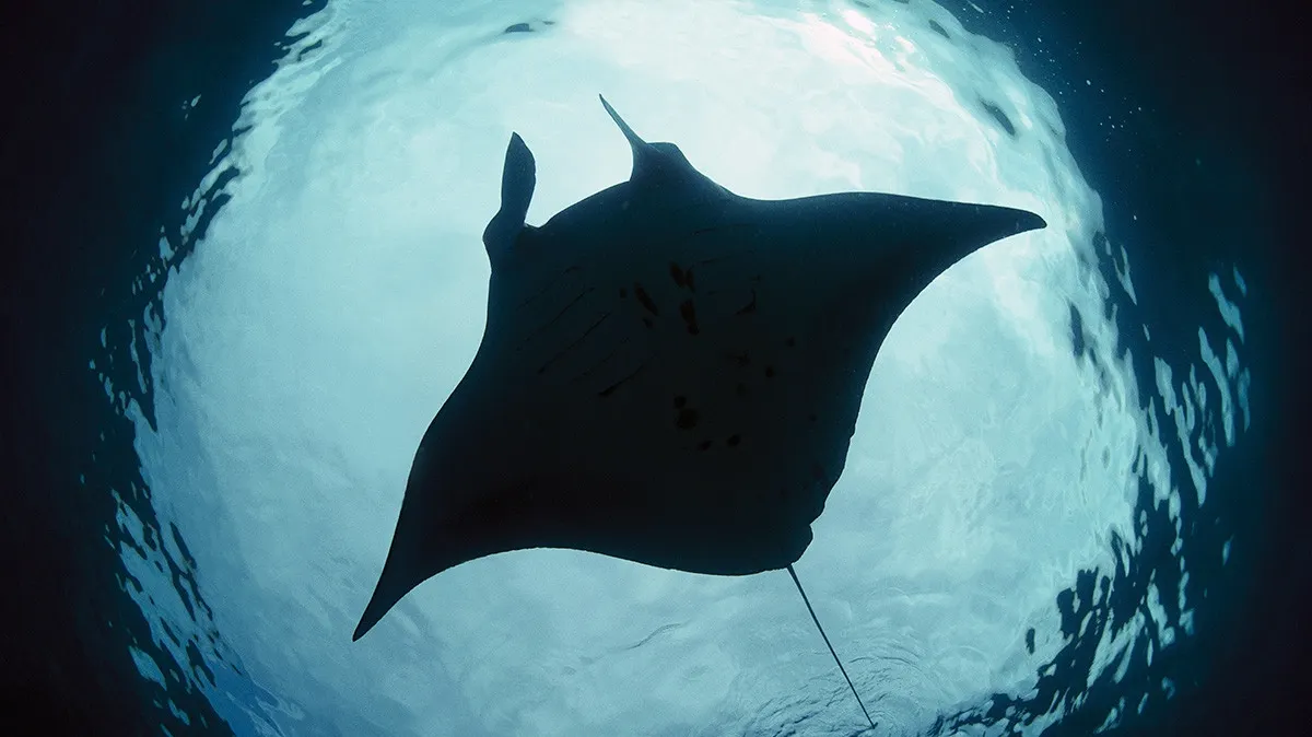 Descoperire uluitoare despre "Diavolul de mare". Este primul peşte care se recunoaşte în oglindă