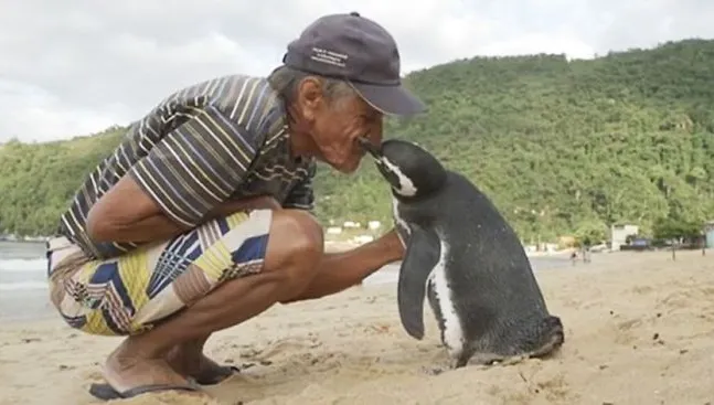 Povestea incredibilă a pinguinului care se întoarce în fiecare an să își viziteze salvatorul