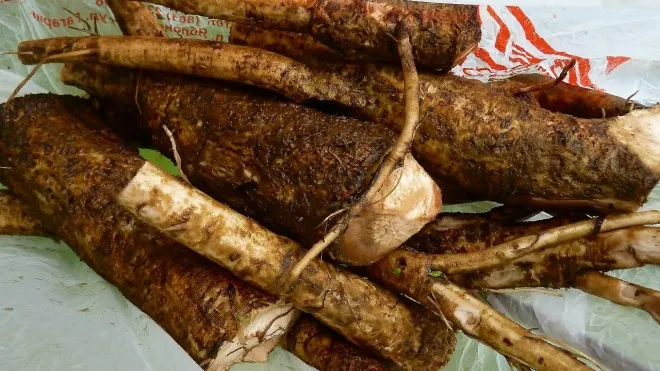 Rădăcina care reduce glicemia, protejează ficatul de toxine și reduce colesterolul