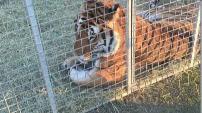 Cum sunt chinuite animalele de la un circ din Târgu-Mureș. Imagini șocante