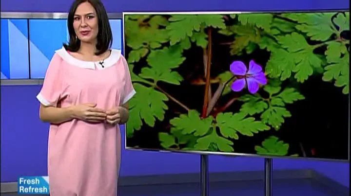 Buruiana miraculoasă care poate vindeca orice boală. Cum se folosește