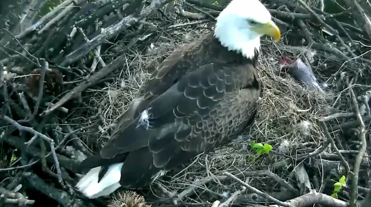 Au montat o cameră de luat vederi în cuibul unor vulturi. Ce au văzut apoi e fascinant!
