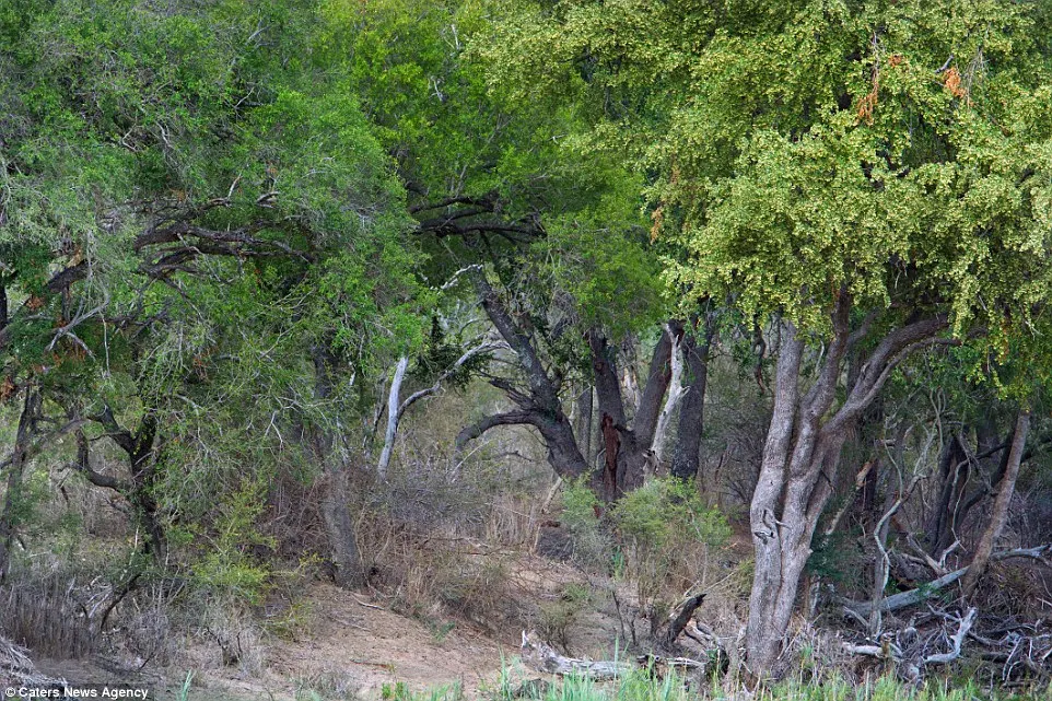 O fotografie uimitoare din savana africană ascunde doi leoparzi. Ai reușit să-i găsești?