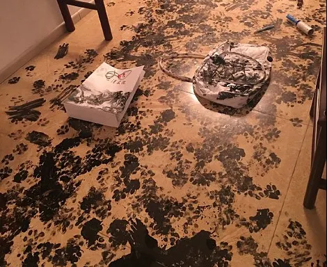 Au plecat 3 ore de acasă. Când s-au întors, locuința era devastată. Șoc! Cine era intrusul