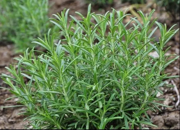 Planta care te scapă de scapă de problemele digestive. E un condiment foarte apreciat