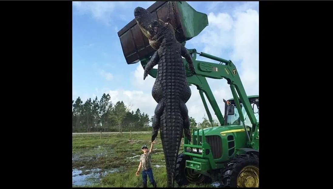 Au ucis un aligator-monstru. L-au despicat și când au văzut ce are în stomac au înghețat