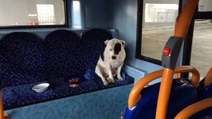 Cât de drăguţ e câinele. Cineva l-a uitat însă în autobuz