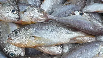 Iată cum poţi fi înşelat de către vânzător când cumperi peşte din pieţele alimentare