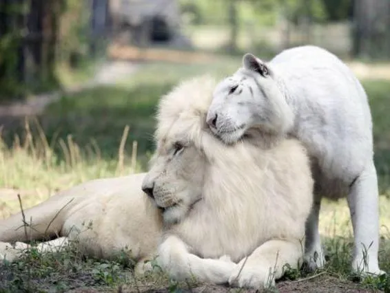 ULUITOR! La ZOO au împerecheat o femelă-tigru cu un leu.Cum arată corciturile. Oamenii s-au îmbulzit