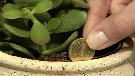 Vrei să te îmbogățești repede? Planta Feng-Shui care-ți aduce bani în casă