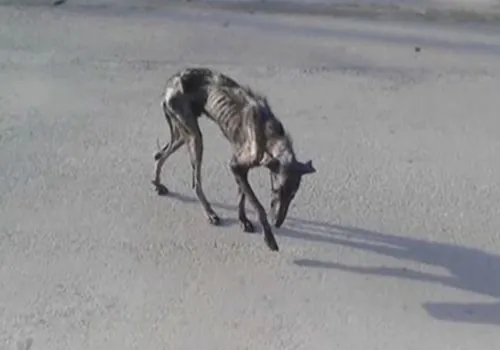 A luat acasă cel mai urât câine pe care l-a văzut vreodată. După 6 luni a rămas șocată. Animalul...
