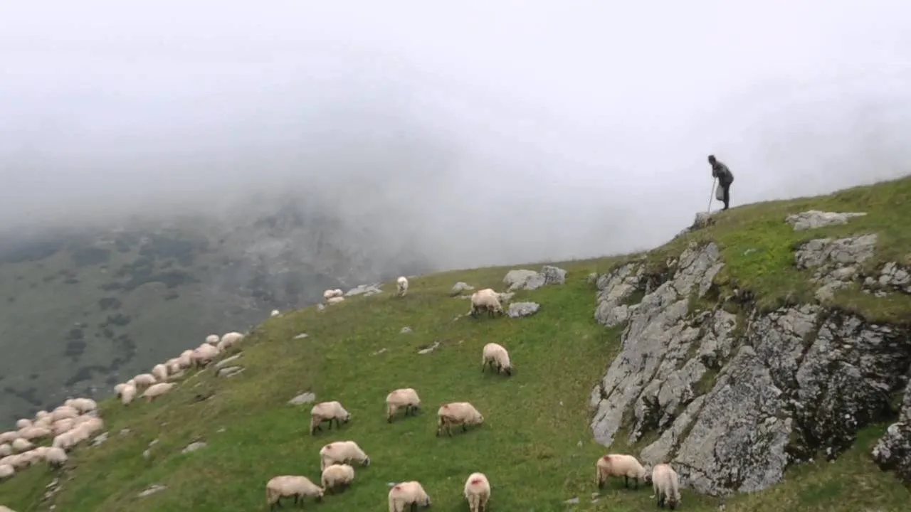 Era cu oile pe câmp când a început furtuna. Din păcate, finalul este tragic