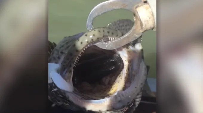 Erau la pescuit şi au prins un cod. Când peştele a deschis gura, au înlemnit. "E încă viu!". VIDEO