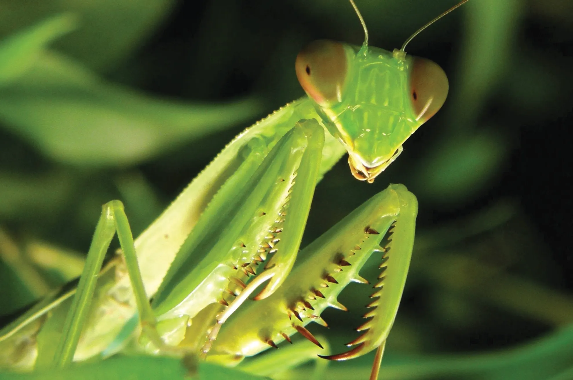 Cum arată cea mai lungă insectă din lume! A fost descoperită în China