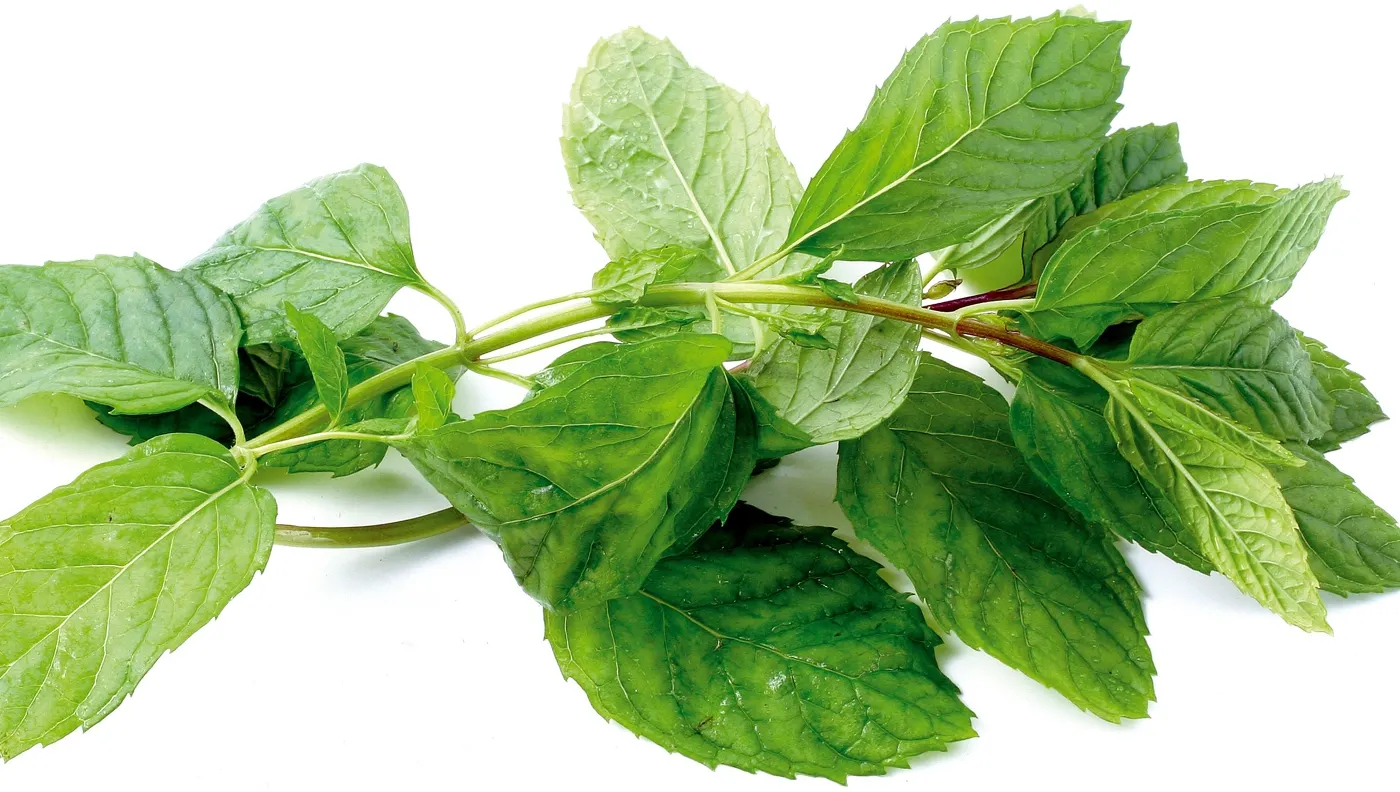 Dieta cu mentă. Iată cum te poate ajuta această plantă să slăbești rapid