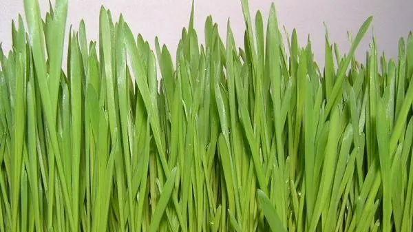 Beneficiile miraculoase ale orzului verde asupra sănătăţii. Iată cum trebuie consumat