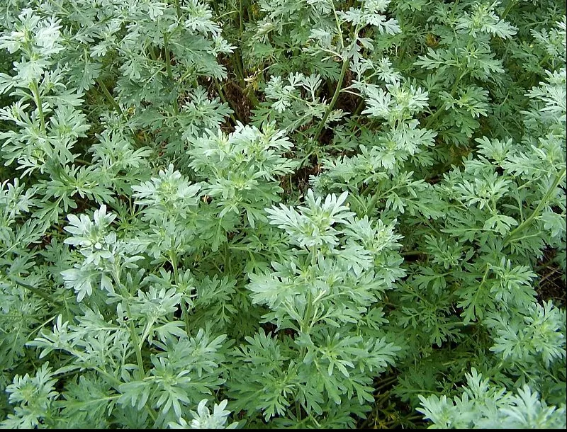 Planta care poate vindeca HEPATITA! Mulți o consideră buruiană