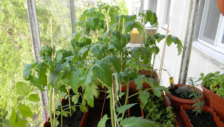 Super-leguma care are antioxidanţi cât 50 de sticle de vin