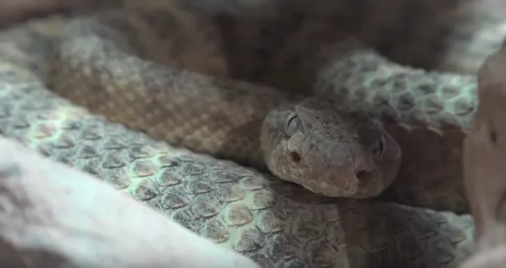 A decapitat un şarpe cu clopoţei. Este şocant ce a urmat