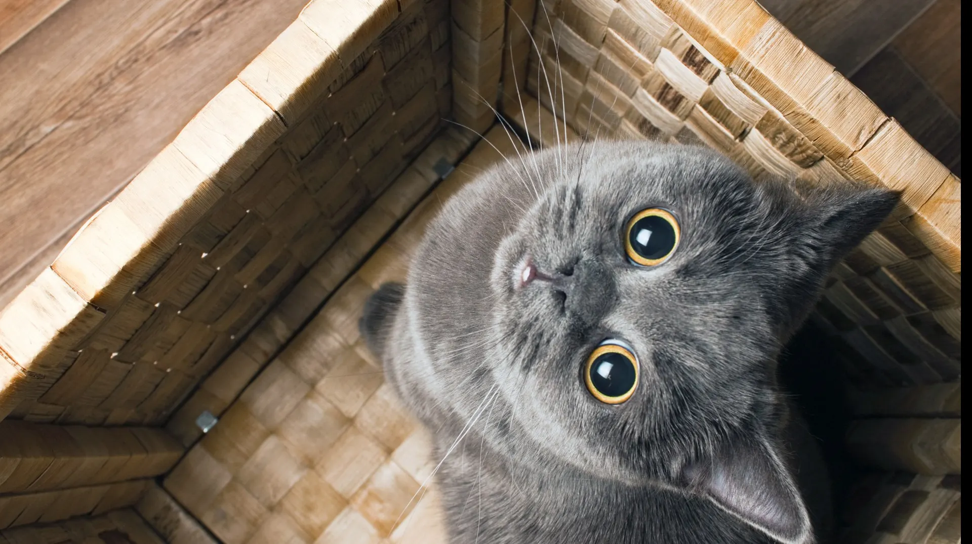 A fost creată zgarda care poate descifra și traduce limbajul felinelor