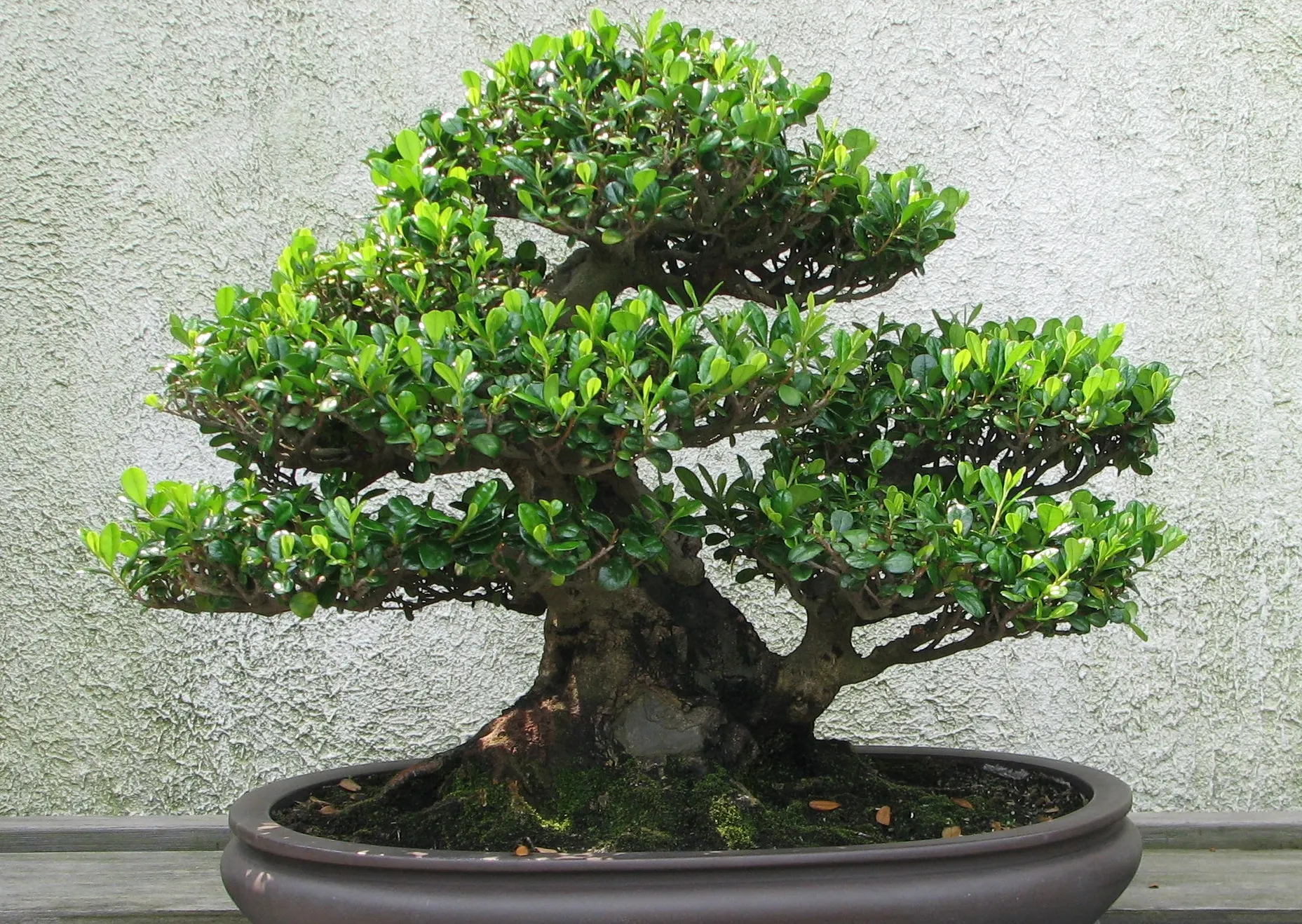 Cum să avem grijă de un bonsai. Secrete dezvăluite de un specialist