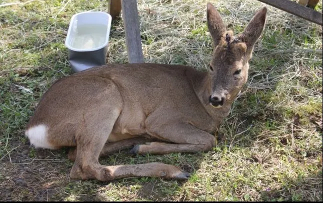Trei căprioare donate Grădinii Zoologice din Hunedoara, ucise. Polițiștii au deschis o anchetă