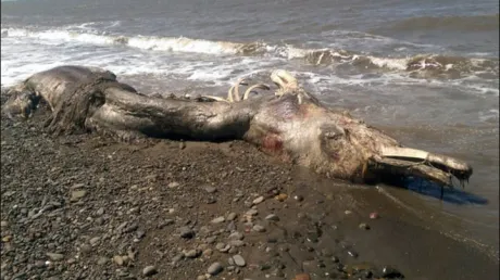 Monstru marin misterios, adus de ape pe o insulă din Pacific. Localnicii sunt speriați. Ce este?
