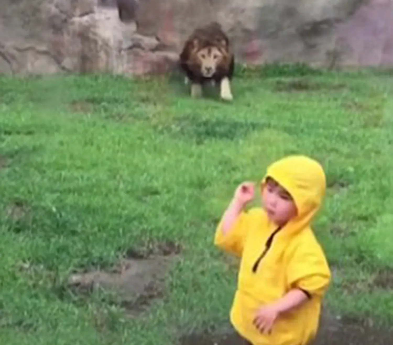 Senzaţii tari: momentul în care un leu încearcă să "vâneze" un copil, la grădina zoologică VIDEO