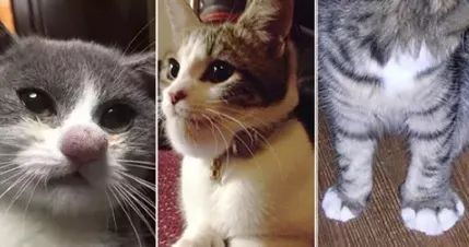 Fotografiile care au încins Internetul. Ce secret ascund pisicile din imagini? Ruşinos...