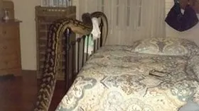 A deschis uşa dormitorului şi a îngheţat: avea cinci metri! Imaginile sunt ÎNFIORĂTOARE