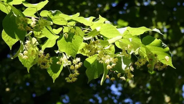 RUSALII. Tradiţii şi superstiţii. Ce trebuie să faci de Rusalii ca să ai noroc până la finele anului