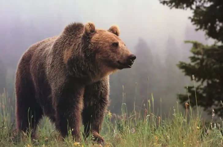 Incident şocant în Buşteni: fetiţă de 13 ani, atacată de urs în timp ce dormea în cort