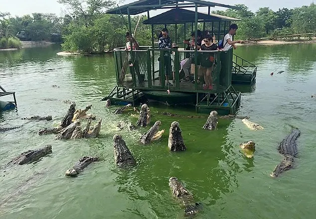 Au fost duși în cușcă deasupra crocodilor. "Cine face-o baie?" Imaginile au șocat pe toată lumea