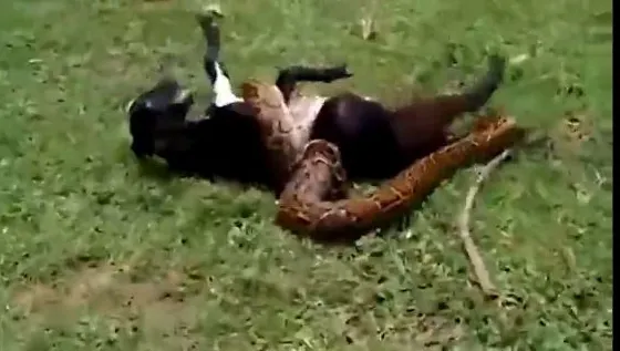 Era pe punctul să fie înghiţită de un piton uriaş. Cum au reuşit oamenii să o salveze