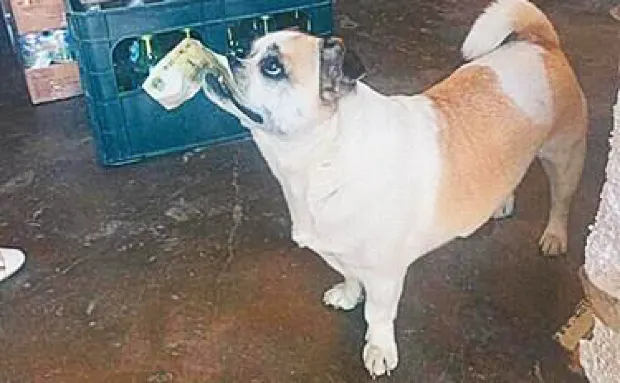 Ce face un câine din China singur, în fiecare zi. A devenit vedetă pe internet - FOTO