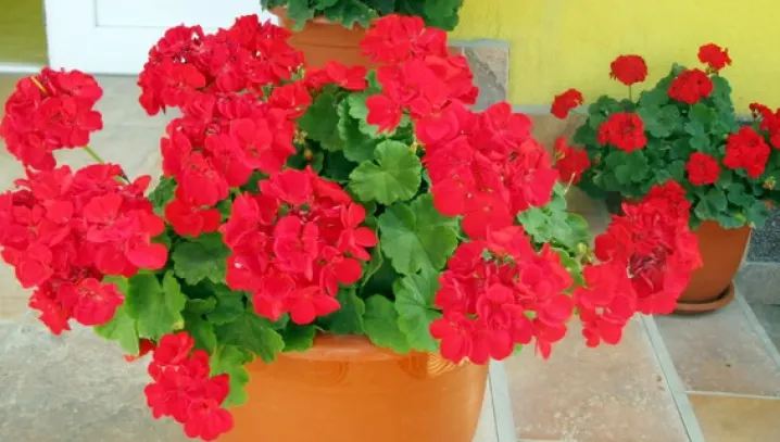Vrei să ai MUŞCATE de invidiat în balcon? Urmează aceste sfaturi simple şi IEFTINE