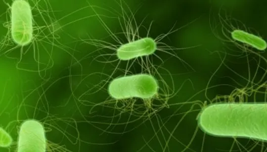 Alertă: Zeci de oameni infectați cu o superciupercă la Londra. Se răspândește rapid și este mortală