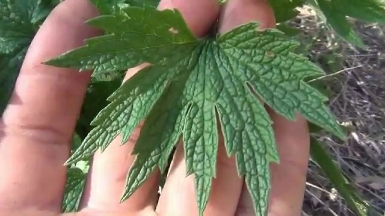 Această plantă face minuni pentru bolnavii de inimă. Se găseşte pe toate drumurile