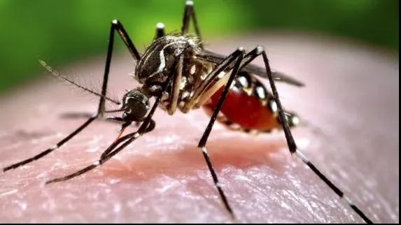 Al treilea caz de infectare cu virusul Zika, confirmat în România