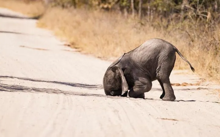 Cele mai amuzante poze cu animale! Nu doar oameni ştiu să se maimuţărească
