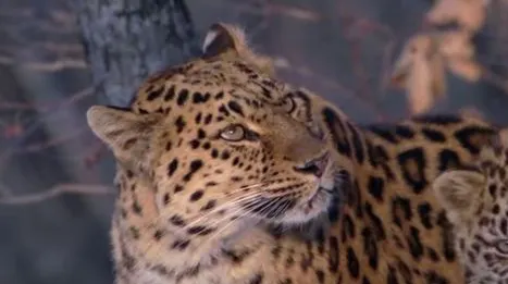 Un leopard din subspecia protejată Amur, reperat în China! În lume mai există 70 de exemplare