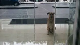 Un câine venea zilnic la hotelul ei. Ce a urmat? Îți dau lacrimile 